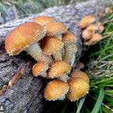 Image thumbnail: Plug Spawn Chestnut Mushroom Plug Spawn