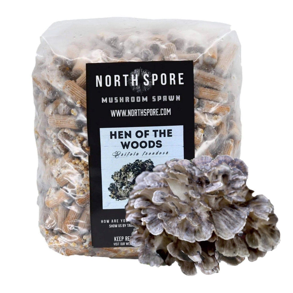 Organic Hen of the Woods (Maitake) Mushroom Plug Spawn North Spore