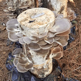 Image thumbnail: Plug Spawn Italian Oyster Mushroom Plug Spawn