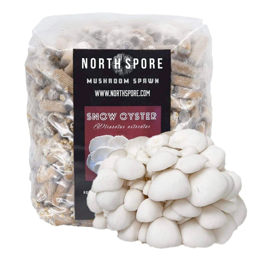 Organic Snow Oyster Mushroom Plug Spawn – North Spore