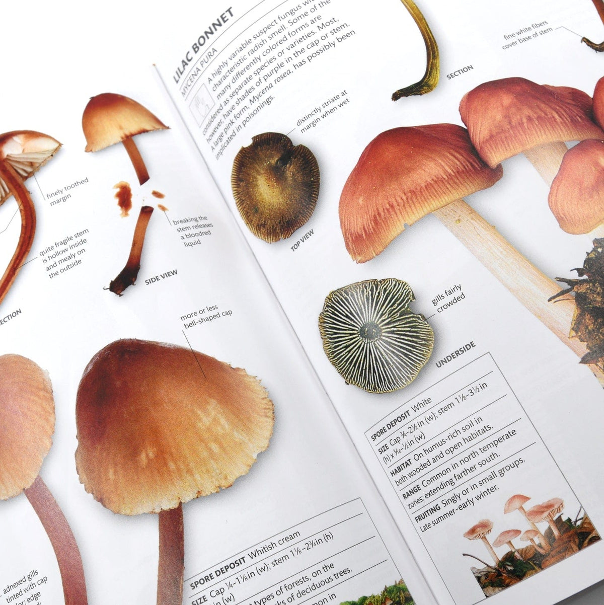 Print Books Mushrooms: How to Identify & Gather in the Wild