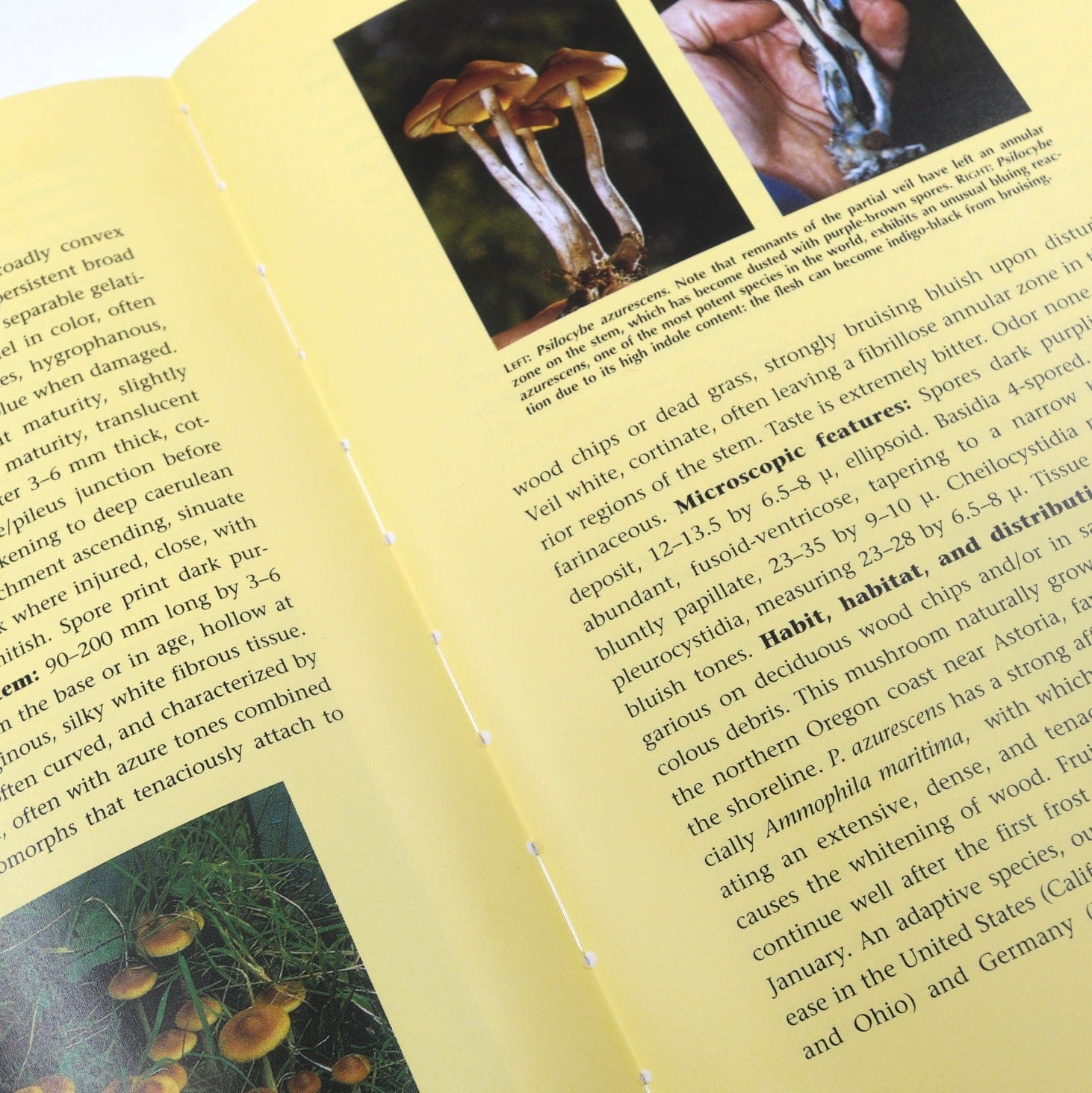 Psilocybin Mushrooms of the World: An Identification Guide – North