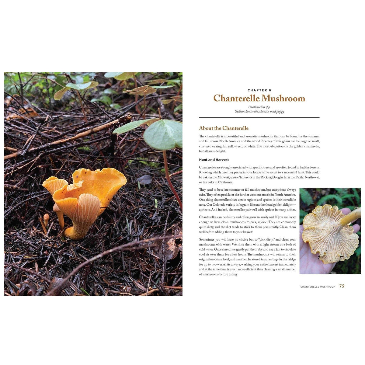 Print Books Wild Mushrooms: A Cookbook and Foraging Guide