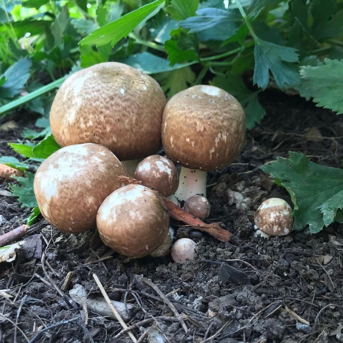 Organic Almond Agaricus Mushroom Sawdust Spawn | North Spore