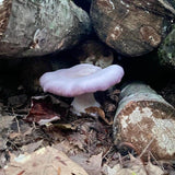 Image thumbnail: Sawdust Spawn Blewit Mushroom Sawdust Spawn