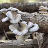 Image thumbnail: Sawdust Spawn Blue Oyster Mushroom Sawdust Spawn