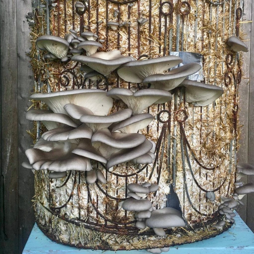 Sawdust Spawn Blue Oyster Mushroom Sawdust Spawn
