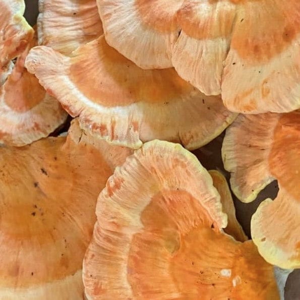 Sawdust Spawn Chicken of the Woods Sawdust Spawn