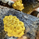 Image thumbnail: Sawdust Spawn Golden Oyster Mushroom Sawdust Spawn