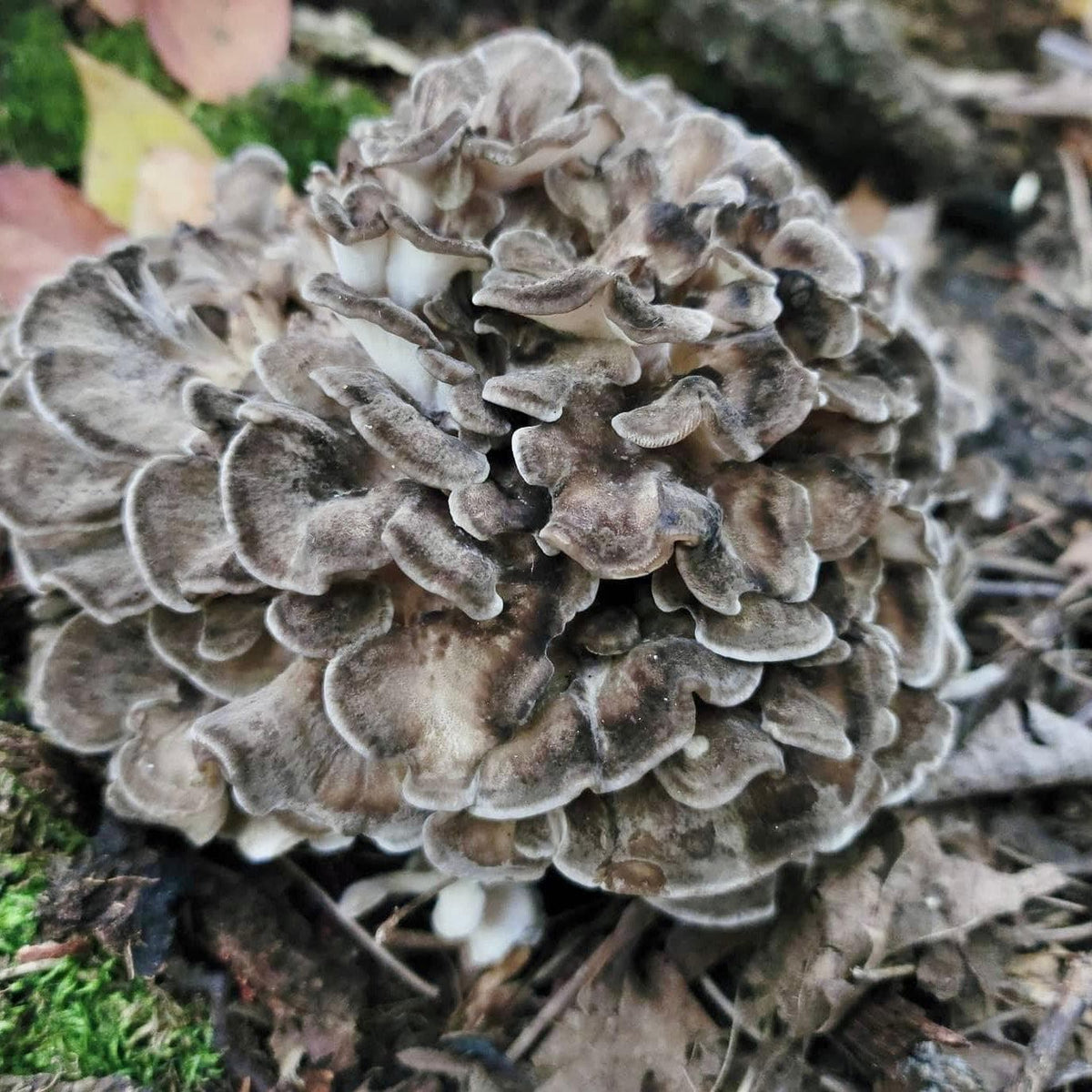 Sawdust Spawn Hen of the Woods (Maitake) Sawdust Spawn