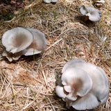 Image thumbnail: Sawdust Spawn Italian Oyster Mushroom Sawdust Spawn