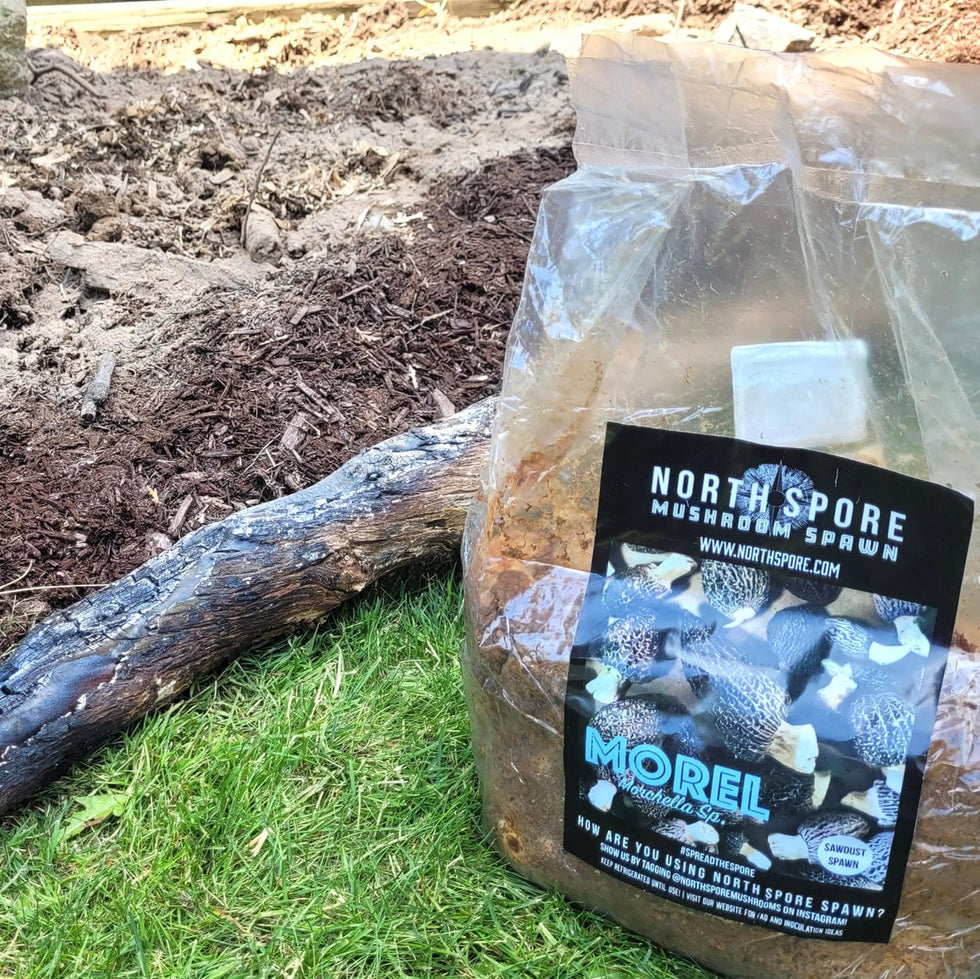 Morel Mushroom Sawdust Spawn | Handmade in Maine – North Spore