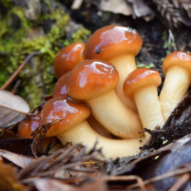 Nameko mushrooms growing on wood