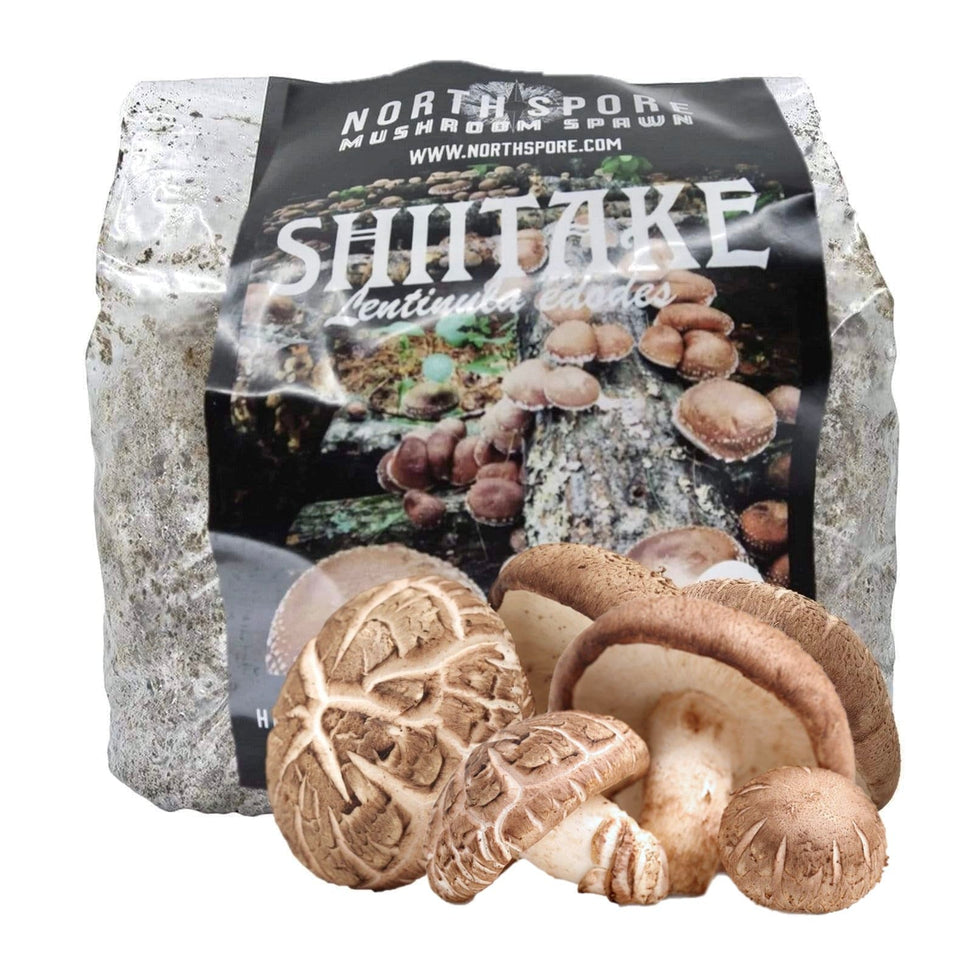 Organic Shiitake Mushroom Sawdust Spawn North Spore