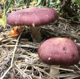 Image thumbnail: Wine cap mushrooms growing in a garden bed with straw