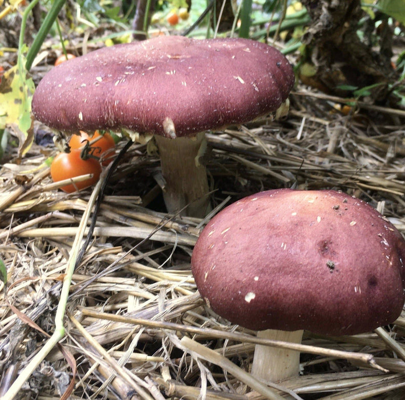 Wine cap mushrooms growing in a garden bed with straw