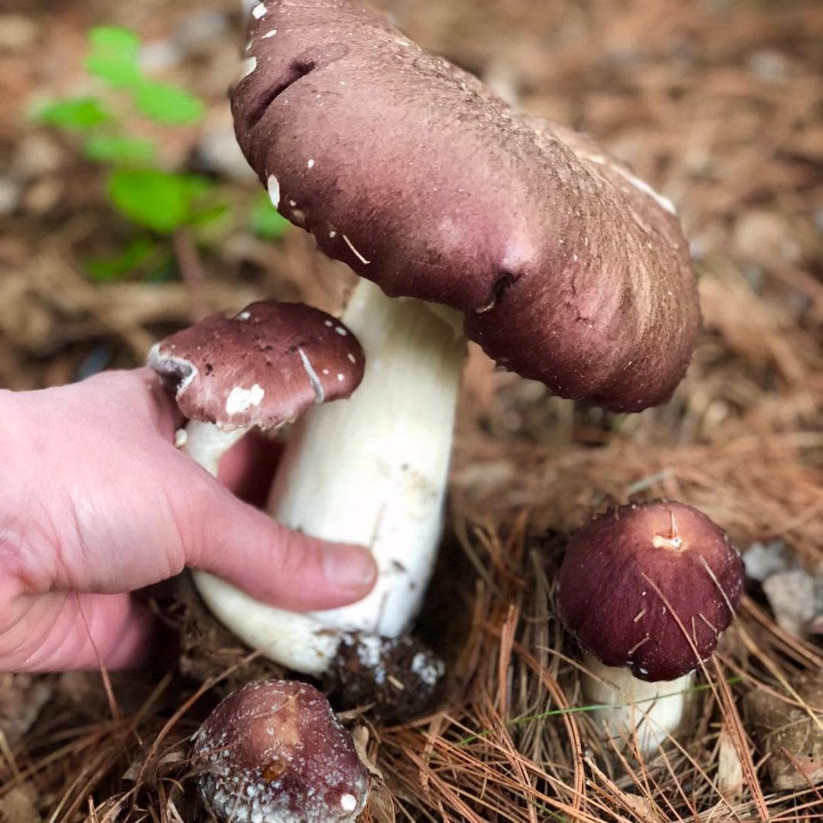 Organic Wine Cap (Garden Giant) Mushroom Sawdust Spawn – North Spore