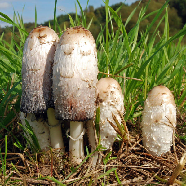 Shaggy Mane