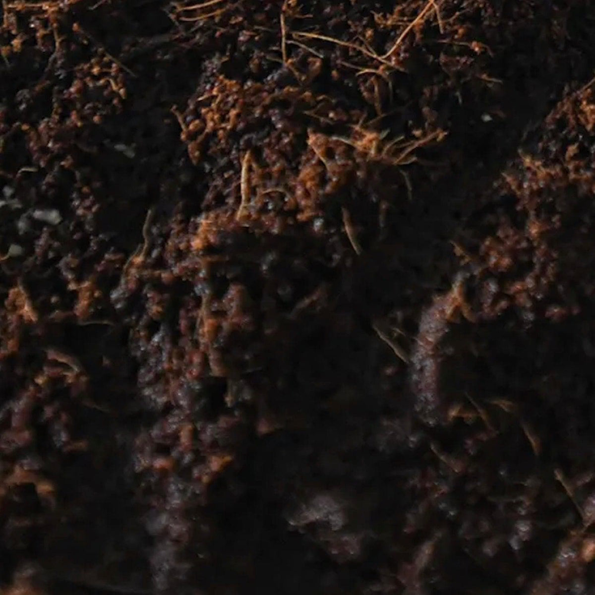 Sterile Substrate 8-Pack Boomr Bag Sterile Manure Substrate