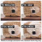 Image thumbnail: Sterile Substrate 8-Pack Organic Sterilized Grain Spawn Bags