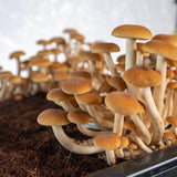 Image thumbnail: Pioppino mushrooms growing in a bin