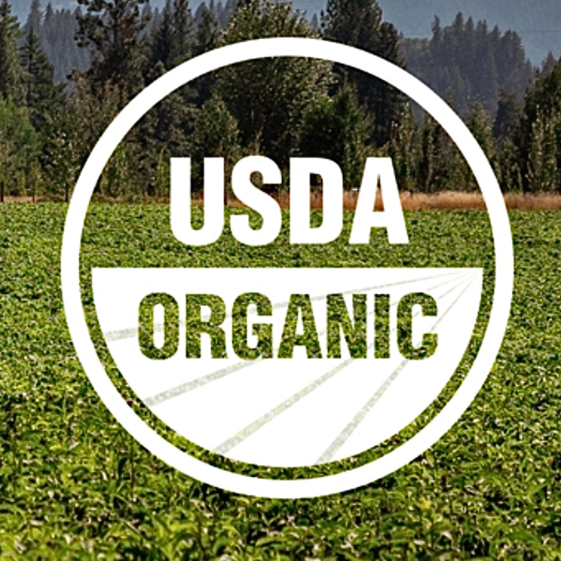 Sterile Substrate Organic Sterilized Grain Bag with Injection Port