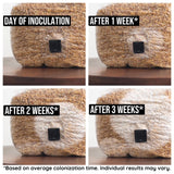 Image thumbnail: Sterile Substrate Organic Sterilized Grain Bag with Injection Port