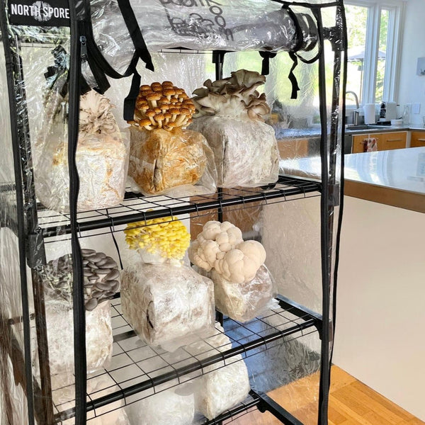 The 'BlocksBox' Mushroom Kit Subscription
