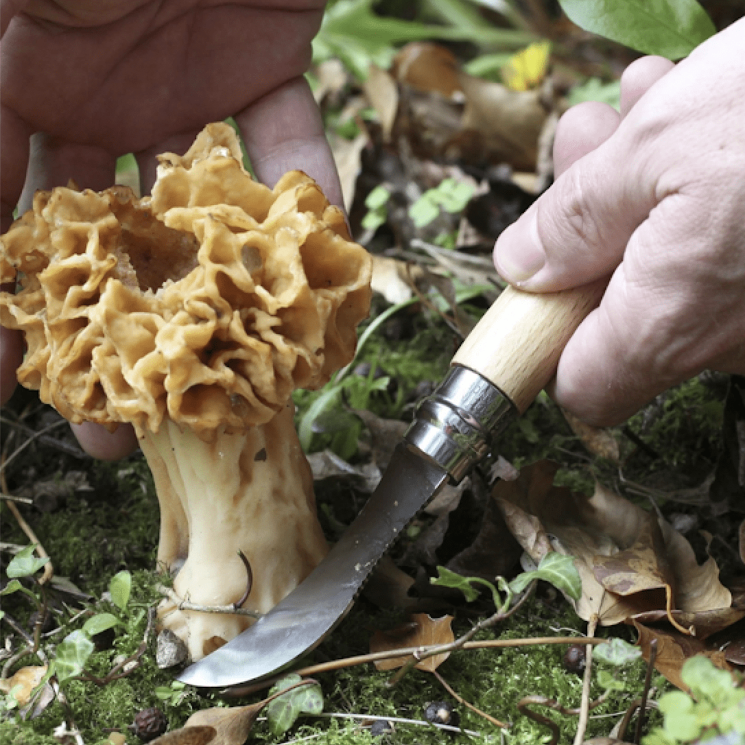 Opinel No. 8 Mushroom Knife