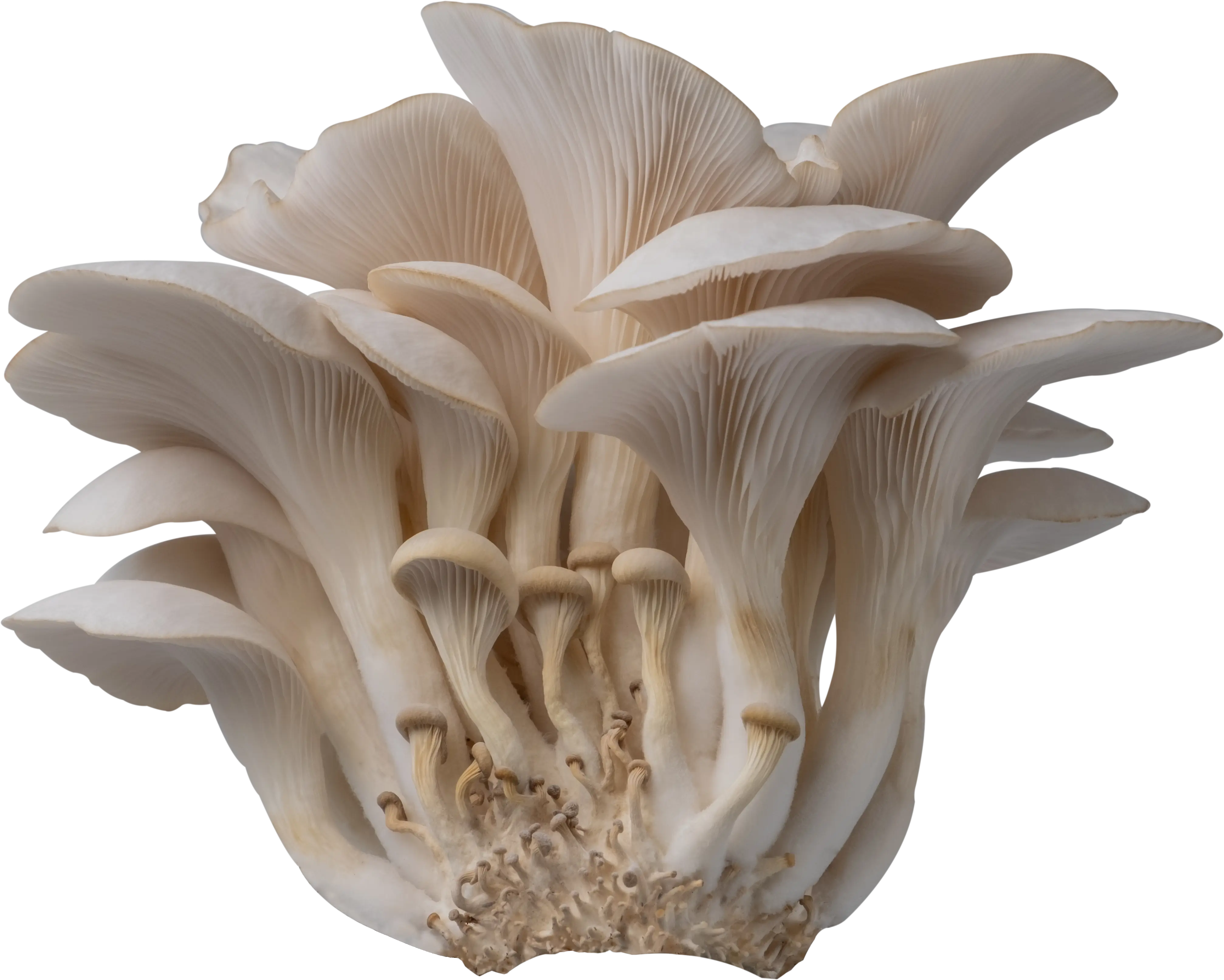 A cluster of light beige oyster mushrooms with fan-shaped caps and visible gills, overlaid on the North Spore logo.